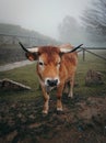 Brown and white cow with horns portrait Royalty Free Stock Photo