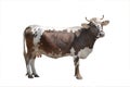 brown and white cow isolated on white Royalty Free Stock Photo