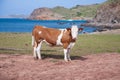 Brown and white cow looking next to sea