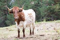 A brown and white cow looking straight to the camera. Royalty Free Stock Photo