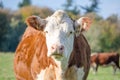 A brown and white cow looking straight to camera for a special portrait Royalty Free Stock Photo