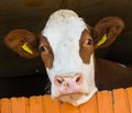 Close up portrait of a brown and white cow Royalty Free Stock Photo