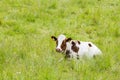 A Brown and White Cow Lying in High Grass Royalty Free Stock Photo