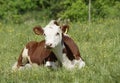 a brown and white cow lying on top of a grassy field Royalty Free Stock Photo