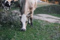 Brown-white cow pasturing with head down to grass in meadow in forest with other cows in background in autumn. Farmer Royalty Free Stock Photo