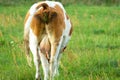 A brown and white cow pooping in a meadow