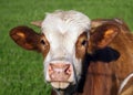 Brown and white cow portrait Royalty Free Stock Photo