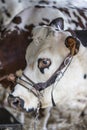 Brown and white cow, race Normande, France