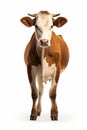 Brown and white cow standing on white background with bell around its neck. Generative AI Royalty Free Stock Photo