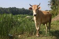 Brown and White Cow Standing on Thick Grass Field Royalty Free Stock Photo