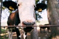 Brown and white cow stands behind a fence. Close-up Royalty Free Stock Photo