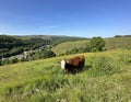Brown and white cow, relaxing on a sloping meadow near, Todmorden, Yorkshire, UK Royalty Free Stock Photo