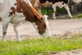 Brown white cow on the street eats green grass.Brown white cow in nature Royalty Free Stock Photo
