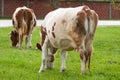 Brown white cow on the street eats green grass.Brown white cow in nature Royalty Free Stock Photo