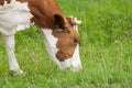 Brown white cow on the street eats green grass.Brown white cow in nature Royalty Free Stock Photo