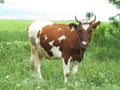 Brown and white cow in summer green pasture meadow Royalty Free Stock Photo