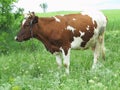 Brown and white cow in summer green pasture meadow Royalty Free Stock Photo