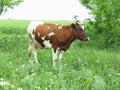 Brown and white cow in summer green pasture meadow Royalty Free Stock Photo