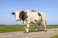 Brown and white cow, walking on a path to the milking robot, passing the pasture under a blue sky Royalty Free Stock Photo