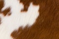 Brown and white cowhide Royalty Free Stock Photo