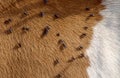 brown white cowhide strewn Royalty Free Stock Photo