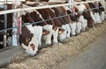 Brown-white cows . Royalty Free Stock Photo