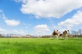 Brown white cows