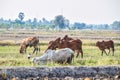 Brown and white Cows eating green grass in the middle of the rice fields in rural Thailand Royalty Free Stock Photo