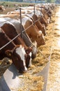 Brown-white cows eating hay Royalty Free Stock Photo