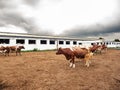 Brown and white cows on farm ground with white barn at background