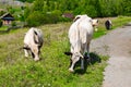 Brown and white cows graze in green grassy meadow near wooden fence and houses in sunlight under low clouds among high Royalty Free Stock Photo