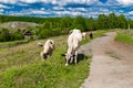 Brown and white cows graze in green grassy meadow near wooden fence and houses in sunlight under low clouds among high Royalty Free Stock Photo