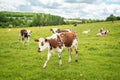 Cows grazing on grassy green field in Perche, France. Summer countryside landscape and pasture for cows Royalty Free Stock Photo