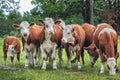 Brown and white cows in green grassy swedish meadow under blue sky with white clouds