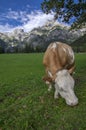 Brown and white cows on pasture, Verfenveng Austrian Alps, beautiful scenery Royalty Free Stock Photo