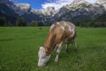 Brown and white cows on pasture, Verfenveng Austrian Alps, beautiful scenery Royalty Free Stock Photo