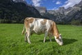 Brown and white cows on pasture, Verfenveng Austrian Alps, beautiful scenery Royalty Free Stock Photo