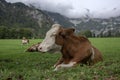 Brown and white cows on pasture, Verfenveng Austrian Alps, beautiful scenery Royalty Free Stock Photo