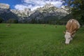 Brown and white cows on pasture, Verfenveng Austrian Alps, beautiful scenery Royalty Free Stock Photo