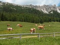 Brown and White Cows Pasturing in Grazing Lands: Italian Dolomites Alps Scenery