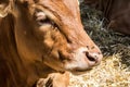 Brown white cows in the stables Royalty Free Stock Photo