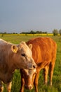 Brown and white cows standing close to eachother in summer pasture in SkÃÂ¥ne Sweden Royalty Free Stock Photo