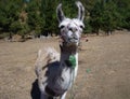 Brown and white curious llama on a dry grass Royalty Free Stock Photo