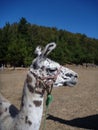 Brown and white curious llama on a dry grass Royalty Free Stock Photo