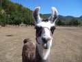 Brown and white curious llama on a dry grass Royalty Free Stock Photo