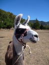 Brown and white curious llama on a dry grass Royalty Free Stock Photo