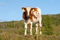 Brown and white cute calf stands against the green meadow and blue sky, looking curiously into the camera. Horizontal. Royalty Free Stock Photo