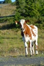 Brown and white cute young calf stands on the road close to a forest looking curiously into the camera. Vertical. Royalty Free Stock Photo