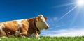 Brown and White Dairy Cow with Cowbell on a Green Pasture Royalty Free Stock Photo