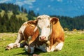 Brown and White Dairy Cow with Cowbell on a Mountain Pasture - Alps Austria Royalty Free Stock Photo